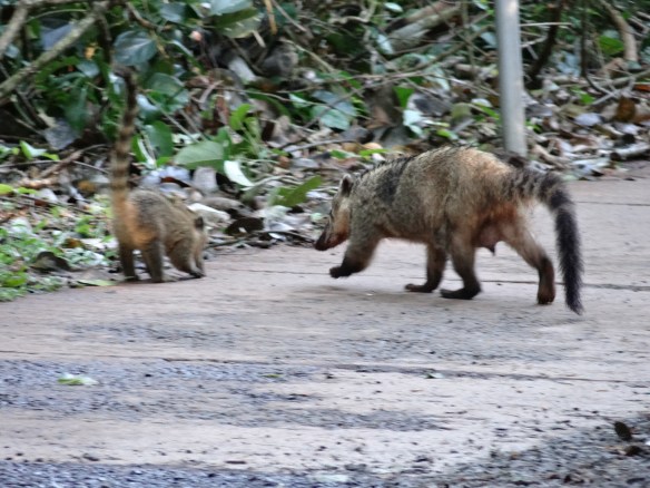 Coati