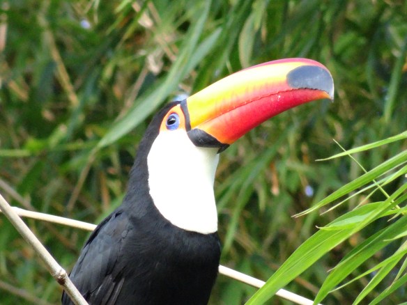 Toucan