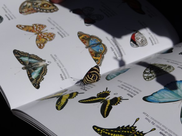 Butterfly on Guidebook