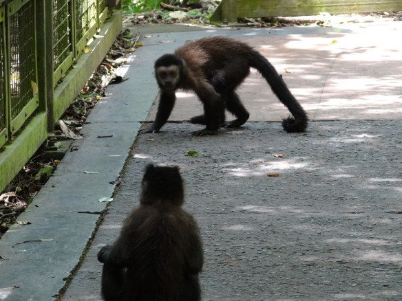 Monkeys on the path
